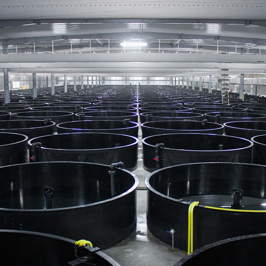 ras system eel facility in china